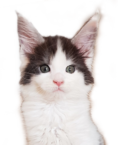 trillo team allevamento di gatti maine coon cucciolo disponibile bianco e nero