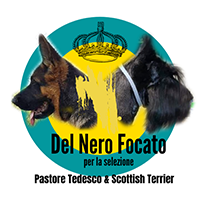 allevamento trilloteam del gatto maine coon e del nero focato pastore tedesco e scottish terrier