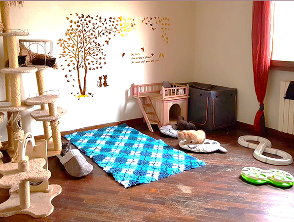 allevamento trilloteam nursery cuccioli di maine coon