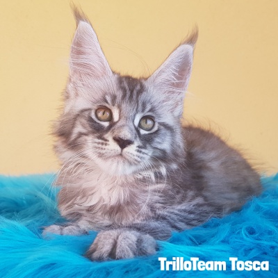femmina black silver mackerel maine coon