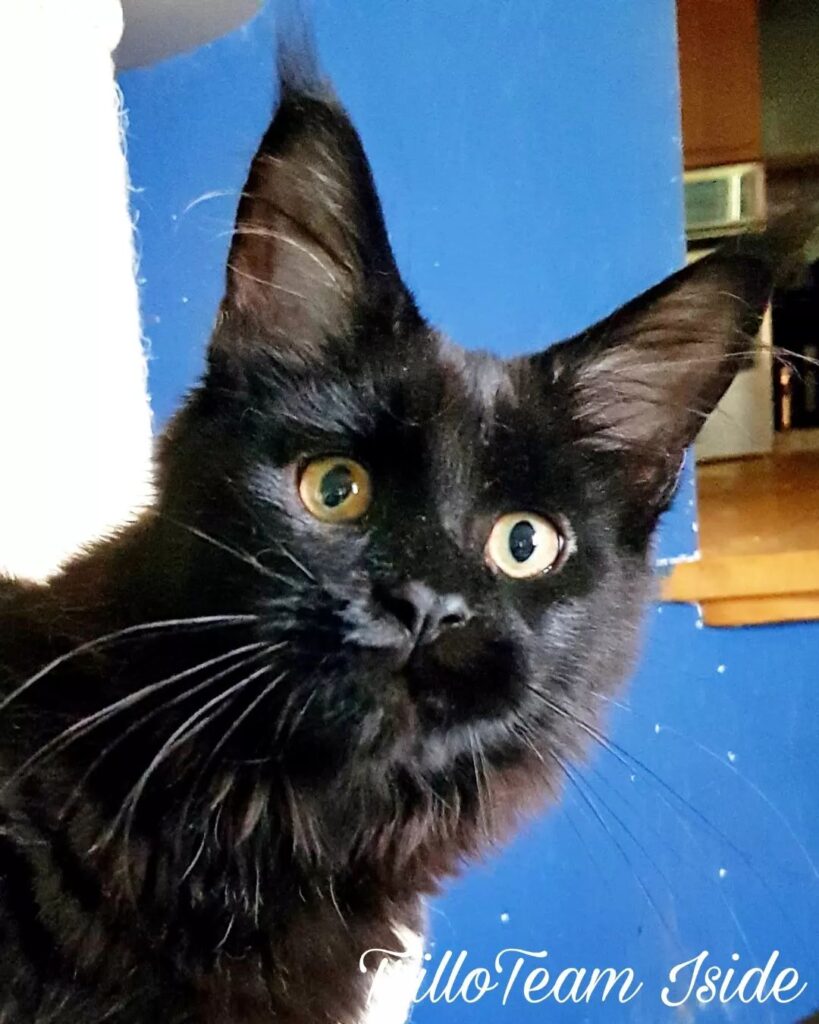 femmina black