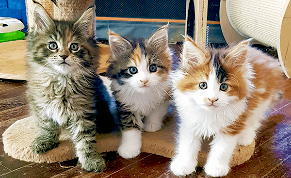accogliere un cucciolo di maine coon