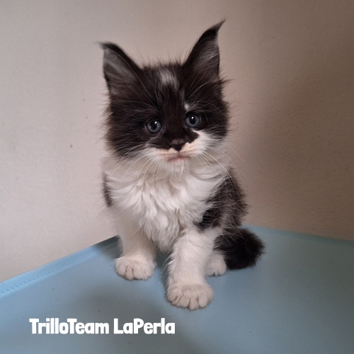 cucciolo femmina maine coon black and white
