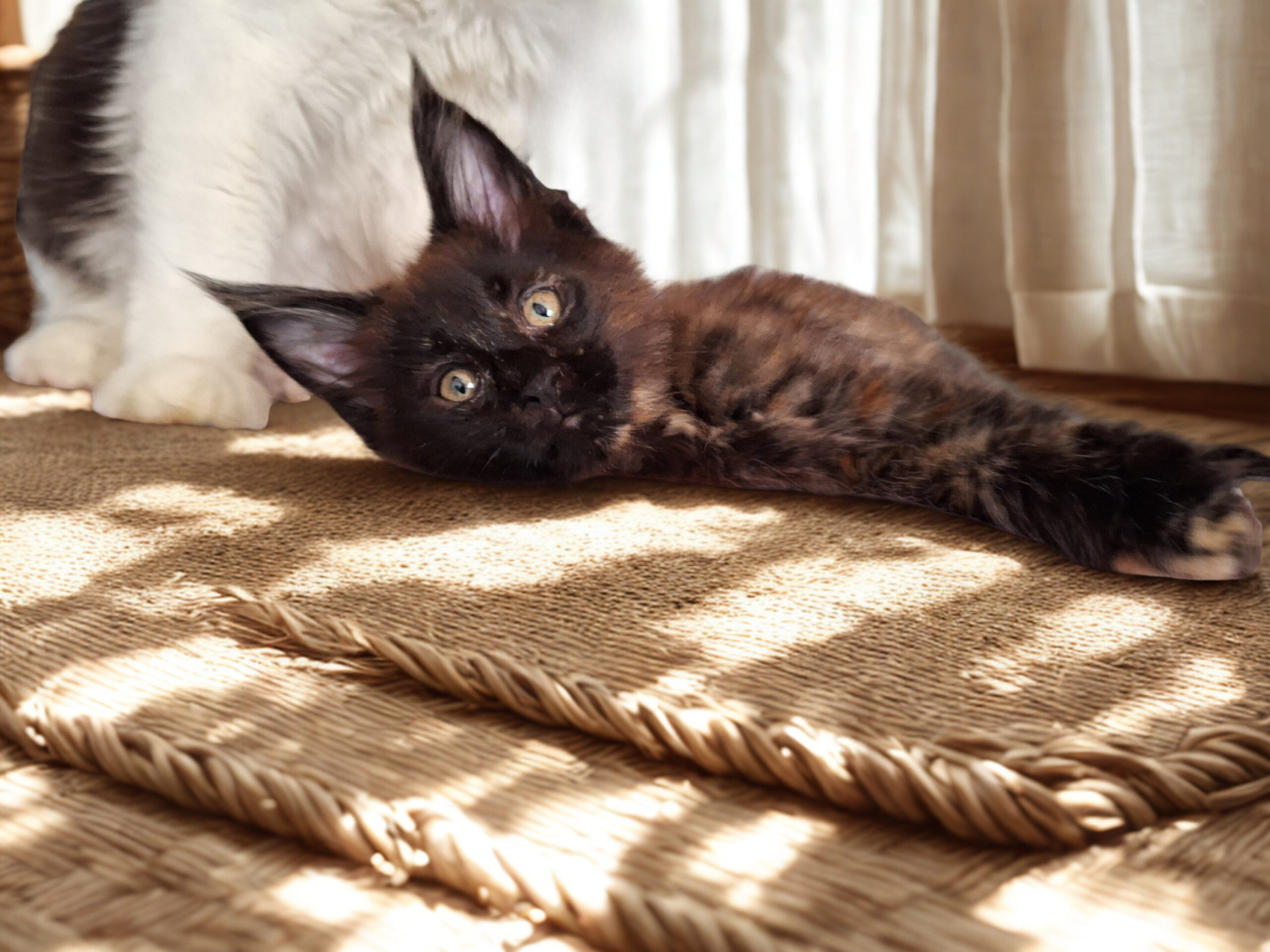 femmina cucciola maine coon black tortie