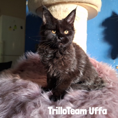 femmina nera maine coon