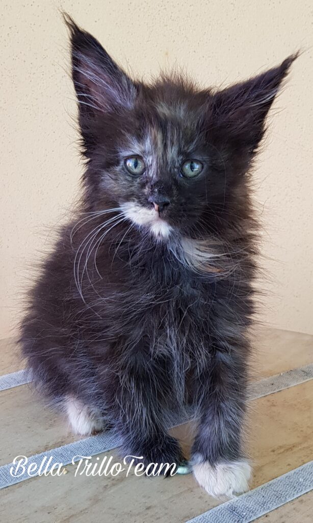 femmina black tortie