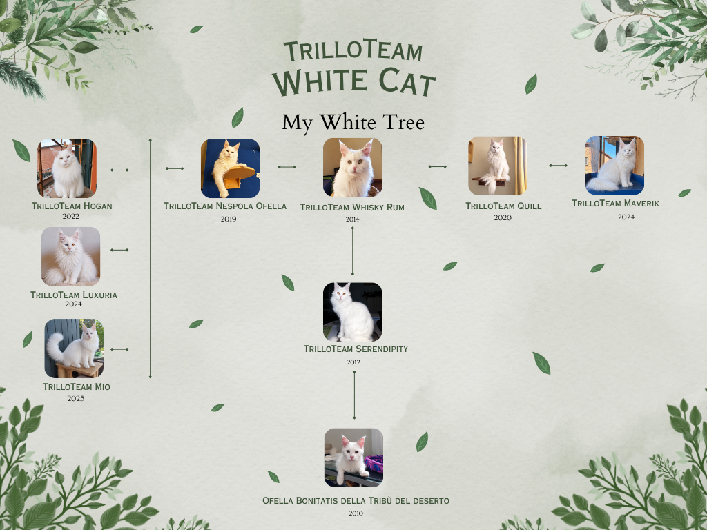 albero genealogico maine coon bianchi TrilloTeam